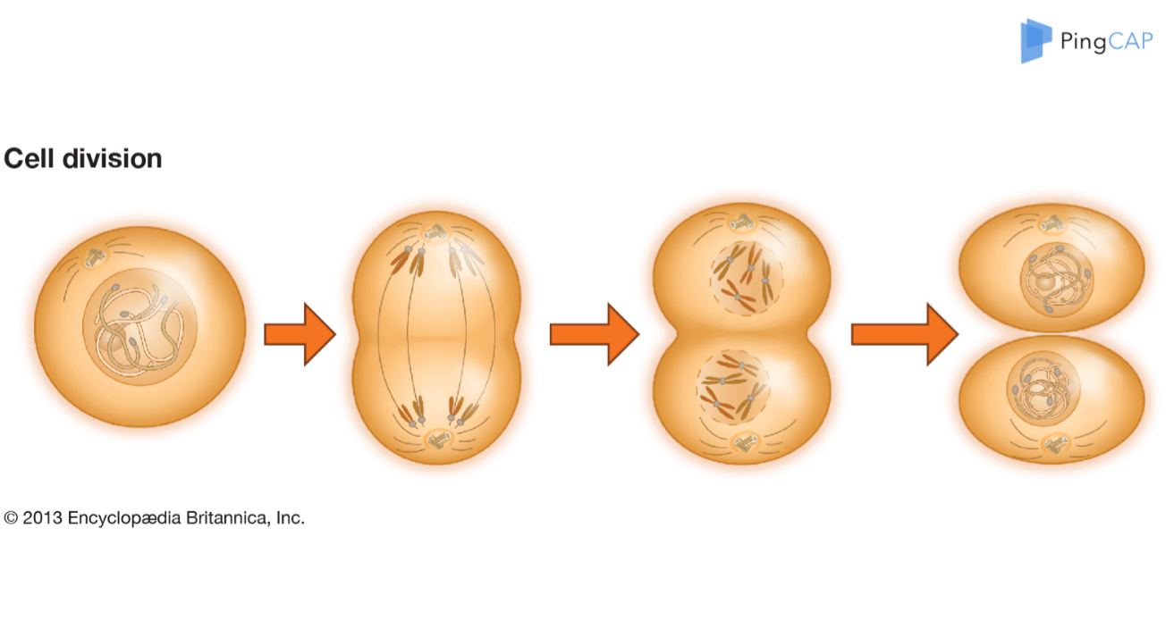 怎样打造一个分布式数据库