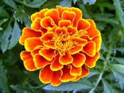 每日一博 | 理解 Express 的 middleware