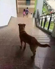 JS获取上一访问页面URL地址document.referrer实践