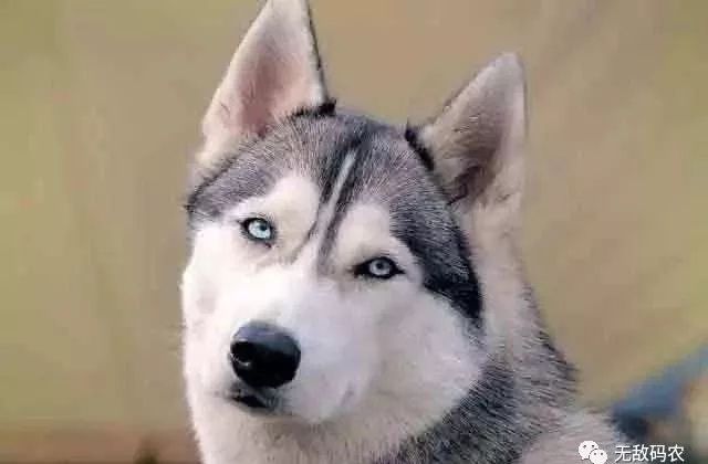 Java 调优：MysqlIO.readFully 问题排查分析过程