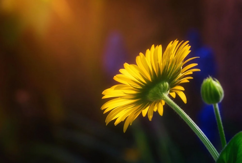 Zocdoc 的事件驱动架构实践