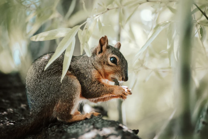 入职阿里后，才知道原来简历这么写