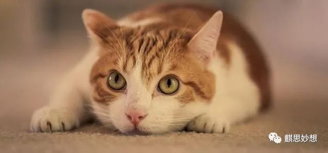 要解析一个配置文件，当打开文件的时候我崩溃了