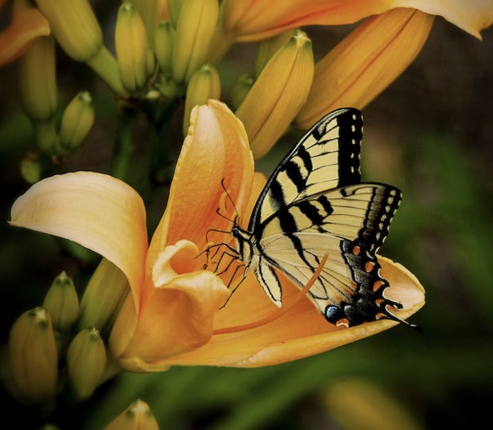 一个集成170种场景Spring Boot Demo项目